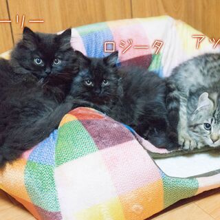 第一種動物取扱業（ねこ舎の清掃）