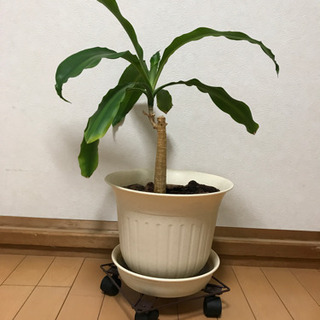 決定しました🙇‍♀️【無料】 幸福の木、ドラセナマッサンゲアナ50cm