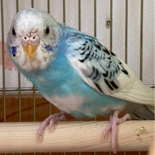 セキセイインコ行方不明