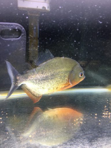 ピラニアナッテリー　17センチぐらい　水槽付き　ヒーター　フィルター付き熱帯魚