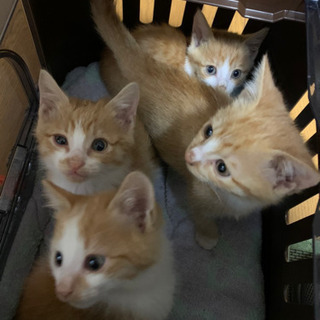 子猫里親募集  再開