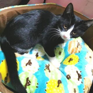 11月15日(日)三鷹で猫の譲渡会💓黑白ハチワレ特集！女の子 生...