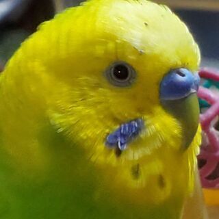 セキセイインコを探しています！！