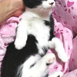 11月15日(日)三鷹で猫の譲渡会💓黑白ハチワレ特集！女の子 生...