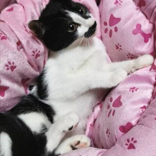 11月15日(日)三鷹で猫の譲渡会💓黑白ハチワレ特集！男の子 生...