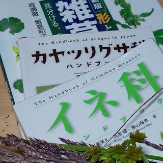 雑草観察さんぽ