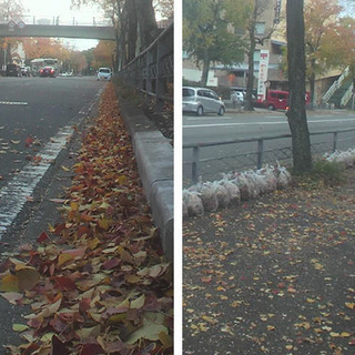洛西ニュータウンの道路の落ち葉、ポイ捨てゴミ　ごみ拾いしよーーー