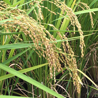 販売中　2021年産　新米ヒノヒカリ　20kg入