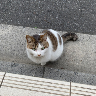 迷子の野良猫