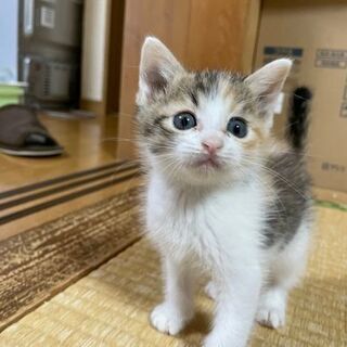 里親募集