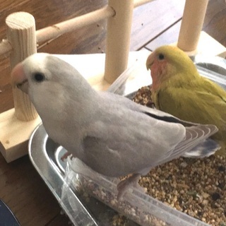 コザクラインコみつかりました！