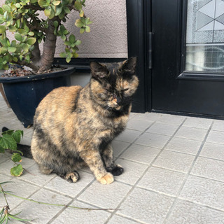 メスのサビ猫