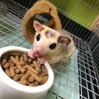 フクロモモンガを飼っている人など‼️ - チャット