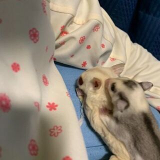 フクロモモンガを飼っている人など‼️ - 呉市