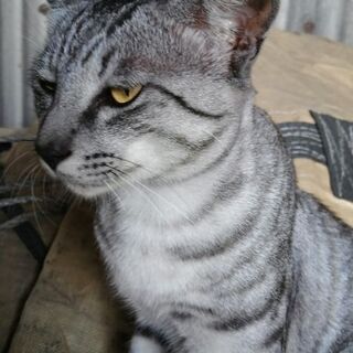 サバトラ猫♂大人の野良猫です。の画像