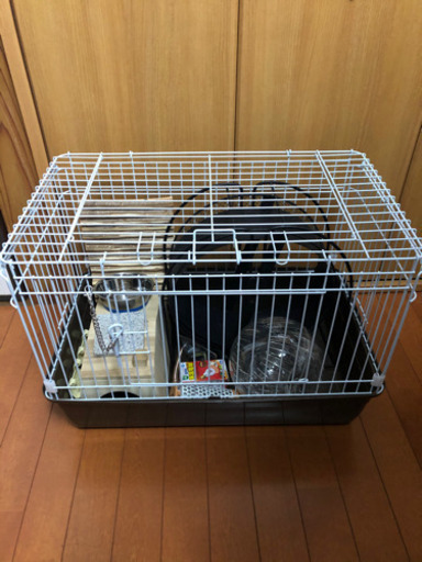 ハリネズミ　飼育セット