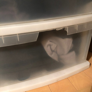 【今週13日までにお願いします】ニトリ　衣装ケース　2つありますの画像