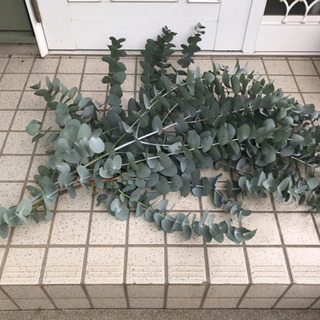 銀丸葉ユーカリ　110cm2本　2000円の画像