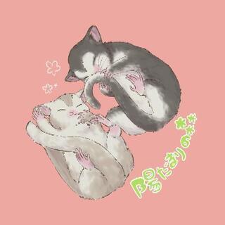 フクロモモンガ専門ブリーダーです♪