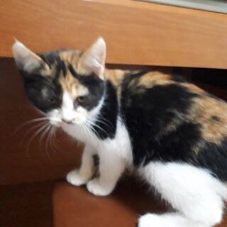 11月15日(日)三鷹で猫の譲渡会💓みけちゃん生後２ヶ月 一人で...