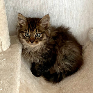 生後一か月半　長毛モフモフ子猫