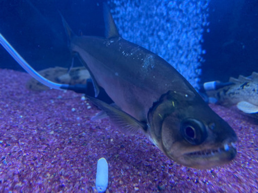 アルマータスカショーロ