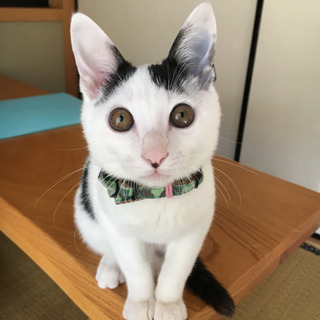 新しい家族に出会えました。もうもちゃん3カ月