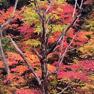 カメラ好きな方 − 和歌山県