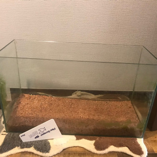 60センチ水槽