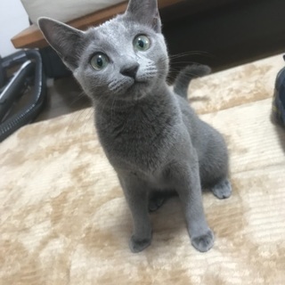 引っ越しで里親急募です