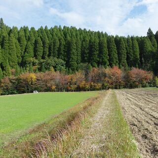町道沿い平地　６９９㎡　地目：山林 - 阿蘇郡