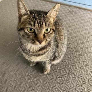【再募集】キジトラ猫 雌 二歳七ヶ月  どうかよろしくお願いします