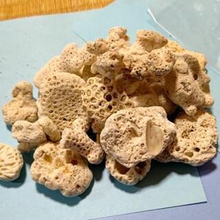【アクアリウム】天然サンゴ(400ｇ)の画像