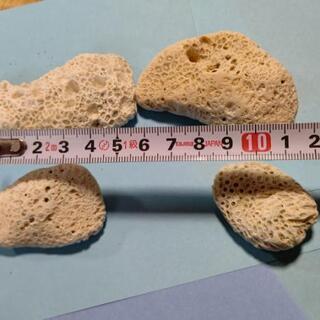 【アクアリウム】天然サンゴ(400ｇ)の画像