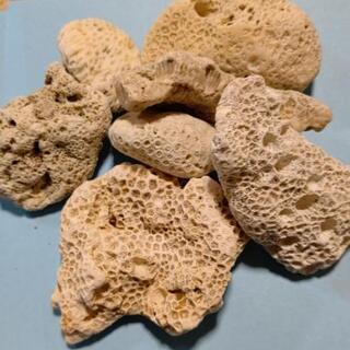 【アクアリウム】天然サンゴ(400ｇ)の画像
