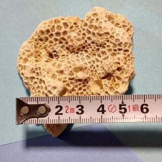 【アクアリウム】天然サンゴ(400ｇ)の画像