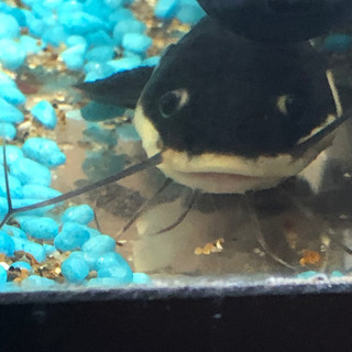 タイガーショベル&レッドテールの画像