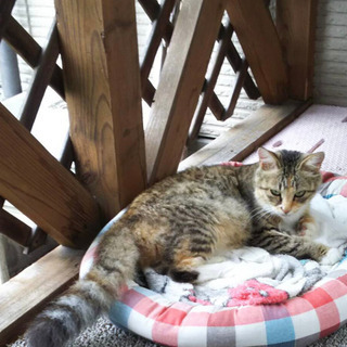 キジトラの母猫さん里親募集
