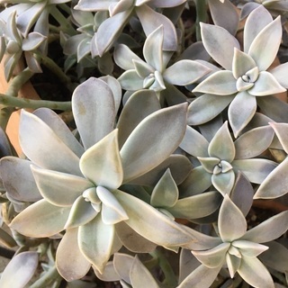 多肉植物　朧月