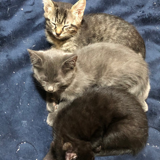 子猫3匹里親募集！決まりました！