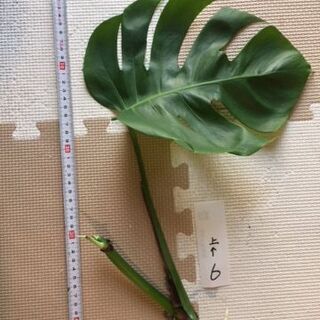 引越の為に整理してます【６／大葉モンステラ】お部屋のｲﾝﾃﾘｱと...