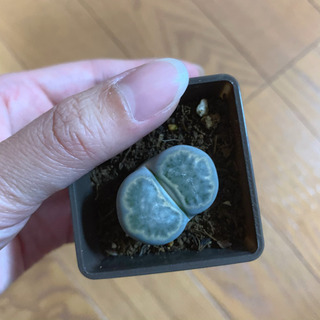 多肉植物 リトープス 植物苗の画像