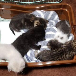子猫の里親募集！