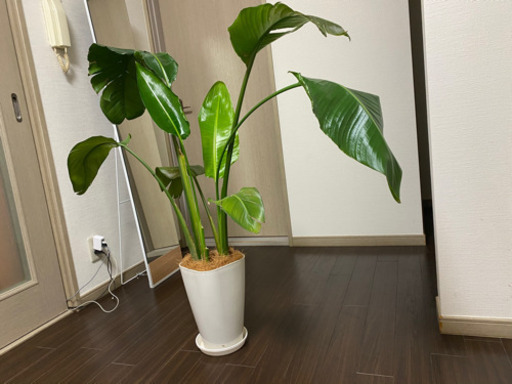 【オシャレ✨】観葉植物　オーガスタ