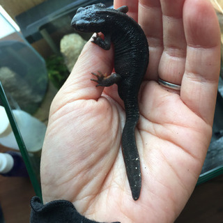 奄美シリケンイモリと、飼育セット一式
