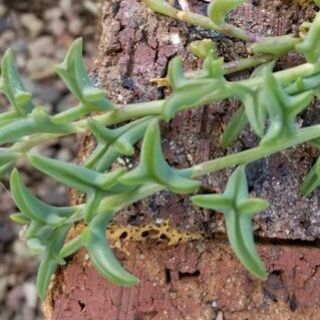 ★多肉植物ネックレス系３種抜き苗