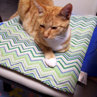 茶トラの親猫ちゃんの里親募集