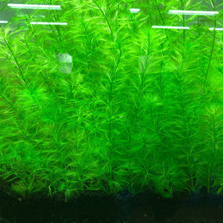 【特価水草】ミリオフィラム エラチノイデス 20本 水草水槽、レ...