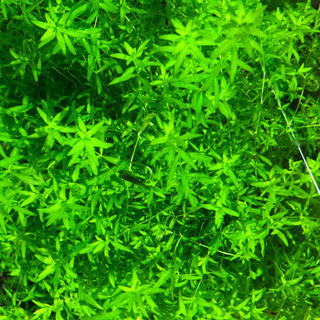 【水草】パールグラス10本水草水槽等に①
