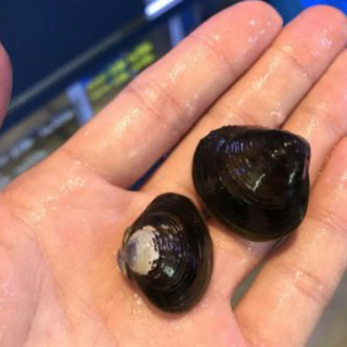 淡水しじみ5匹　ビオトープなど、アオコ対策